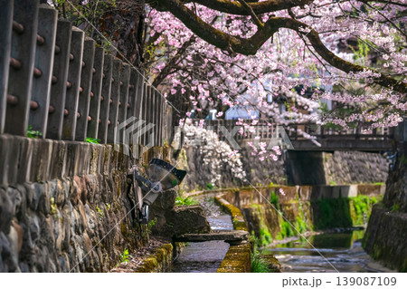 260409江名子川桜g177 260409江名子川桜g177 139087109