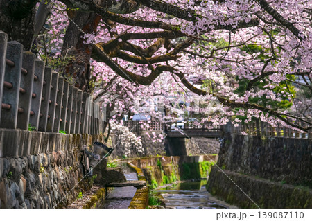 260409江名子川桜g182 139087110