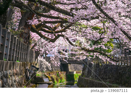 260409江名子川桜g185 260409江名子川桜g185 139087111