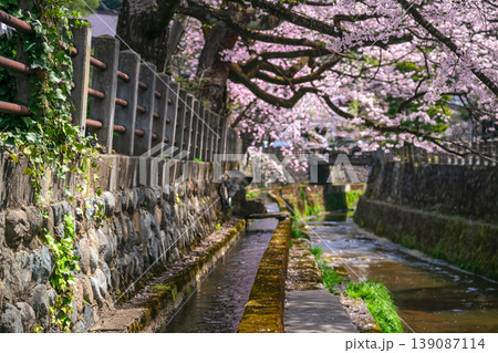 260409江名子川桜g203 260409江名子川桜g203 139087114