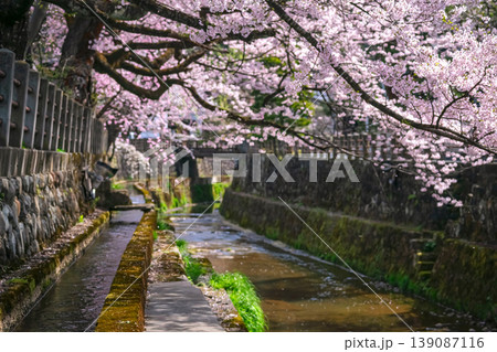260409江名子川桜g206 139087116