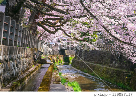 260409江名子川桜g207 139087117
