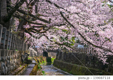 260409江名子川桜g208 260409江名子川桜g208 139087118