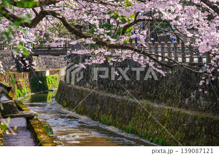 260409江名子川桜g223 260409江名子川桜g223 139087121