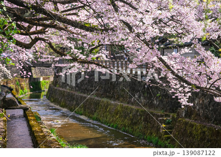 260409江名子川桜g232 260409江名子川桜g232 139087122