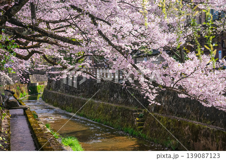260409江名子川桜g233 260409江名子川桜g233 139087123