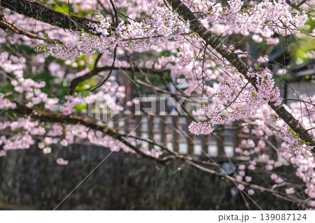 260409江名子川桜g235 260409江名子川桜g235 139087124