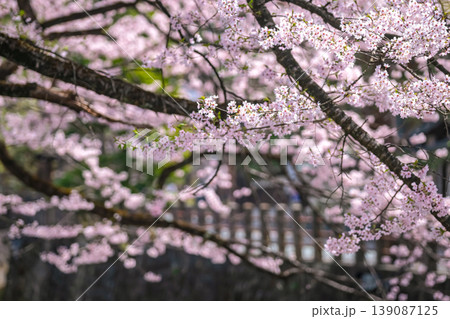 260409江名子川桜g242 260409江名子川桜g242 139087125