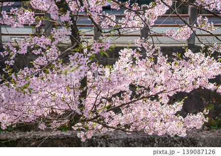 260409江名子川桜g254 260409江名子川桜g254 139087126