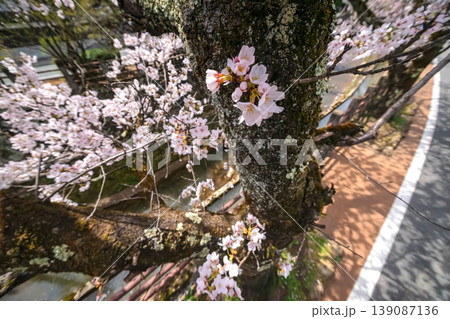 260409江名子川桜s311 139087136