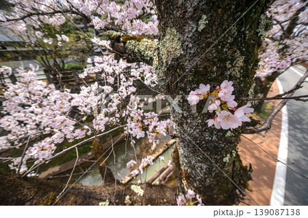 260409江名子川桜s328 139087138