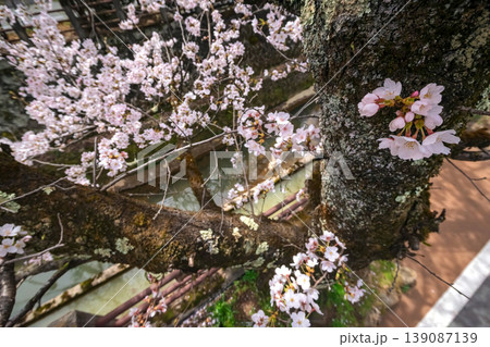 260409江名子川桜s330 139087139