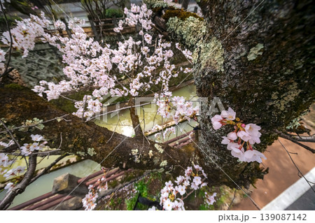260409江名子川桜s368 260409江名子川桜s368 139087142