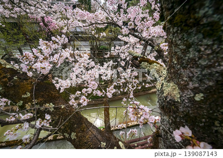 260409江名子川桜s402 260409江名子川桜s402 139087143