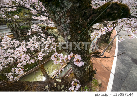 260409江名子川桜s407 260409江名子川桜s407 139087144
