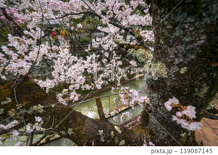 260409江名子川桜s408 260409江名子川桜s408 139087145