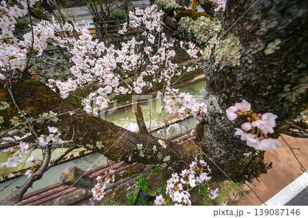 260409江名子川桜s409 139087146