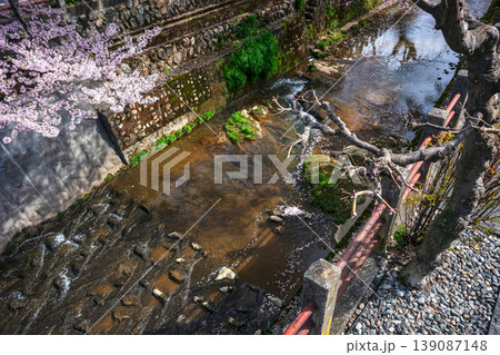 260409江名子川桜z001 139087148