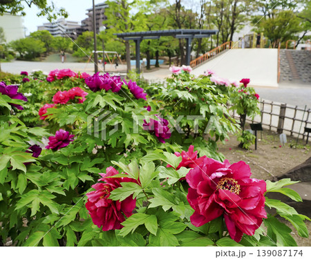 牡丹町公園の牡丹・東京都江東区 牡丹町公園の牡丹・東京都江東区 139087174