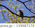 Vibrant Common Starling in glossy breeding plumage sings from a budding tree branch during a bright spring day 139087178