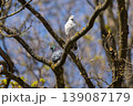 Two feral pigeons, one with unique white plumage and the other with classic grey feathers, perching on a budding tree branch against a blue sky in spring 139087179