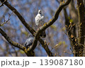 Two feral pigeons, one with unique white plumage and the other with classic grey feathers, perching on a budding tree branch against a blue sky in spring 139087180