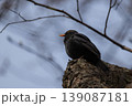 Male common blackbird with a bright yellow beak singing from a textured tree trunk in early spring 139087181