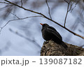 Male common blackbird with a bright yellow beak singing from a textured tree trunk in early spring 139087182