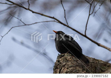 Male common blackbird with a bright yellow beak singing from a textured tree trunk in early spring 139087182