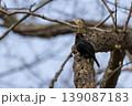 Male common blackbird with a bright yellow beak singing from a textured tree trunk in early spring 139087183