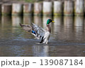 Male mallard duck stands in a pond, flapping its wings and creating dynamic water splashes 139087184