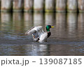 Male mallard duck stands in a pond, flapping its wings and creating dynamic water splashes 139087185