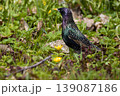 Common starling in breeding plumage on the ground among green grass, spring flowers, and dry leaves 139087186