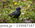 Common starling in breeding plumage on the ground among green grass, spring flowers, and dry leaves 139087187