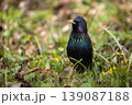 Common starling in breeding plumage on the ground among green grass, spring flowers, and dry leaves 139087188