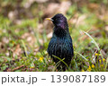 Common starling in breeding plumage on the ground among green grass, spring flowers, and dry leaves 139087189