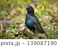Common starling in breeding plumage on the ground among green grass, spring flowers, and dry leaves 139087190