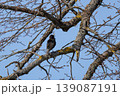 Vibrant Common Starling in glossy breeding plumage sings from a budding tree branch during a bright spring day 139087191