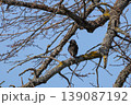 Vibrant Common Starling in glossy breeding plumage sings from a budding tree branch during a bright spring day 139087192
