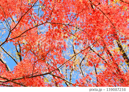 日本の秋の風景 紅葉 日本の秋の風景 紅葉 139087238