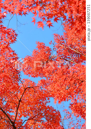 日本の秋の風景　紅葉 139087251