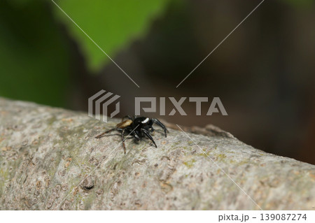 木の幹に小さな黒に白帯と茶色い腹部のオスのマミジロハエトリクモ(日本蜘蛛生態マクロ撮影) 木の幹に小さな黒に白帯と茶色い腹部のオスのマミジロハエトリクモ(日本蜘蛛生態マクロ撮影) 139087274