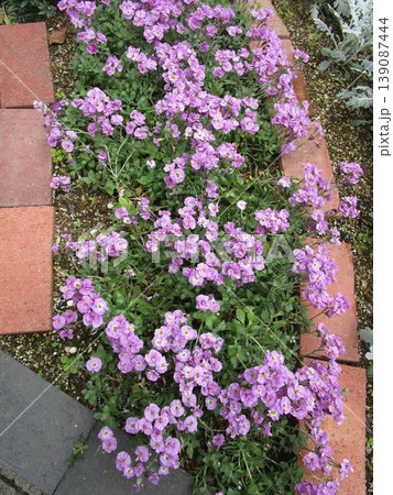 オーブリエチア（ムラサキナズナ）のピンクの花 139087444
