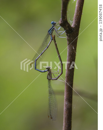 dragonflies mating on the branch dragonflies mating on the branch 139087458