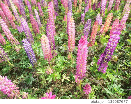 ルピナスの花畑 ルピナスの花畑 139087677
