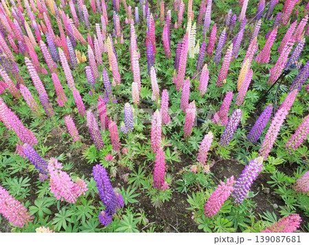 ルピナスの花畑 ルピナスの花畑 139087681