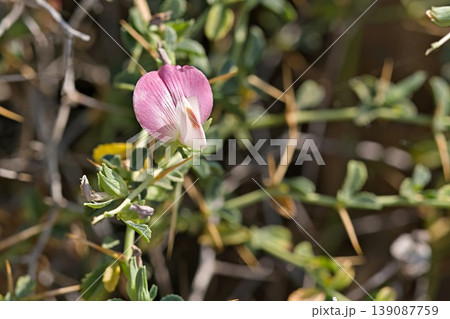 Flower of Ononis spinosa, Crete Flower of Ononis spinosa, Crete 139087759