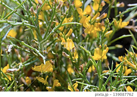 Spartium junceum, commonly known as Spanish broom or weaver's broom, is a species of flowering plant in the family Fabaceae, Crete 139087762