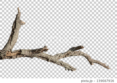 Dry branches isolated on a transparent background. Dry branches isolated on a transparent background. 139087916