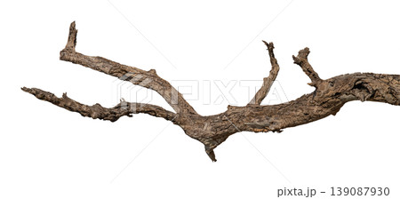Dry branches isolated on a transparent background. Dry branches isolated on a transparent background. 139087930